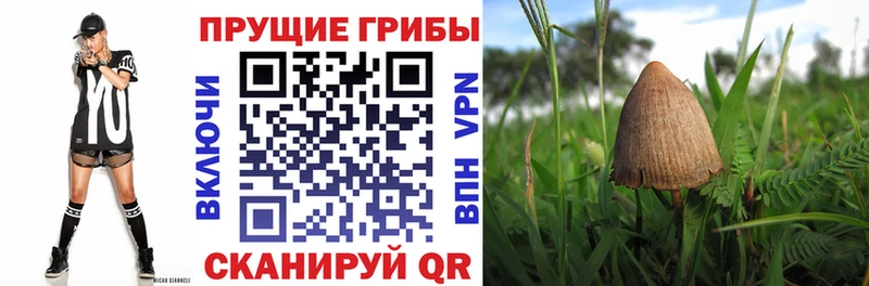 Псилоцибиновые грибы мухоморы  Купить  Егорьевск 